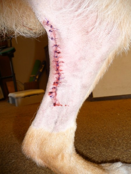 Incision from removal of cherry-sized mast cell tumor